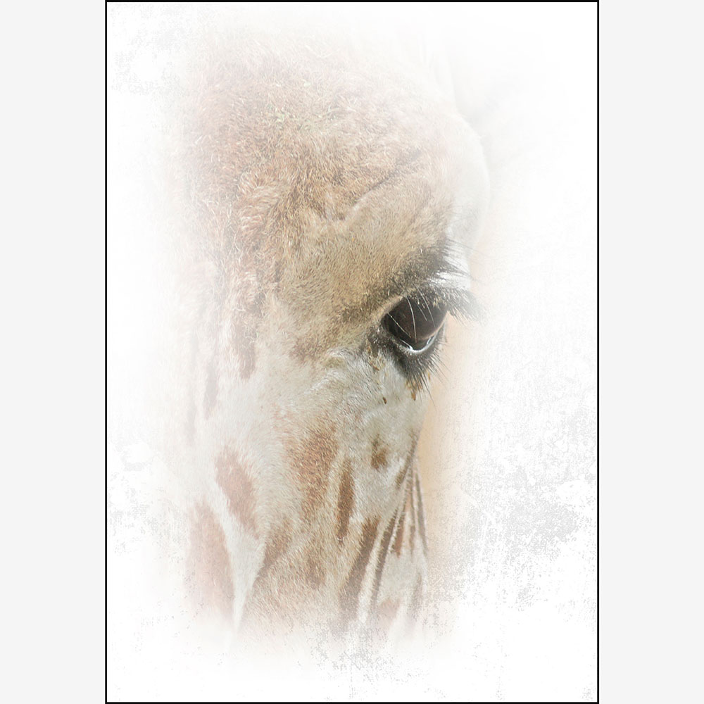 Tela para Quadros Abstrato Frontal Girafa - Afic11059