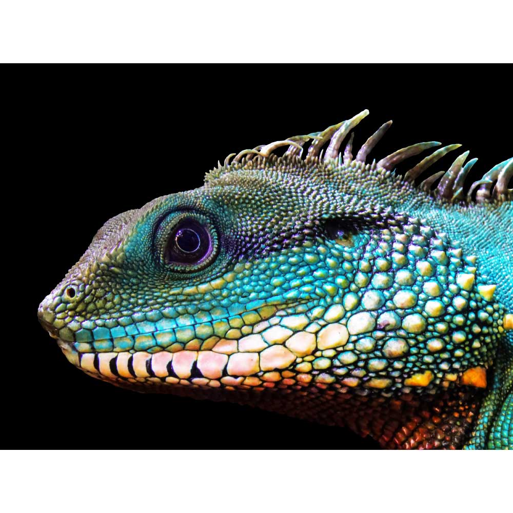 Gravura para Quadros Decorativos Rptil Iguana Colorida - Afi10887 - 130x100 Cm