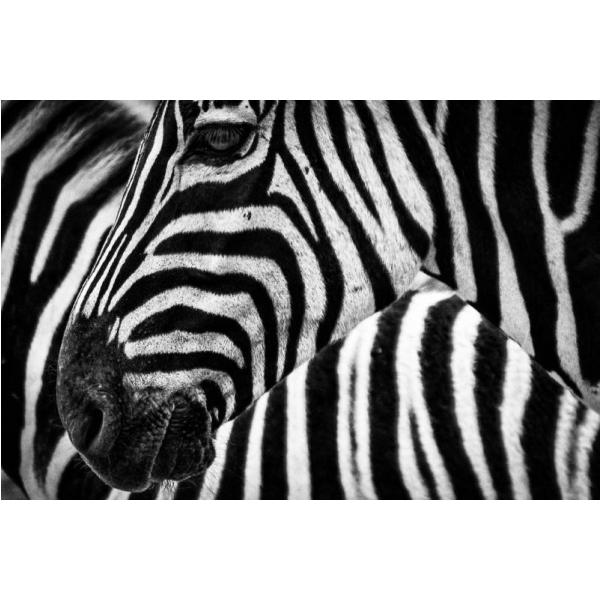 Impresso em Tela para Quadros Imagem Zebra - Afic1701 - 71x48 Cm