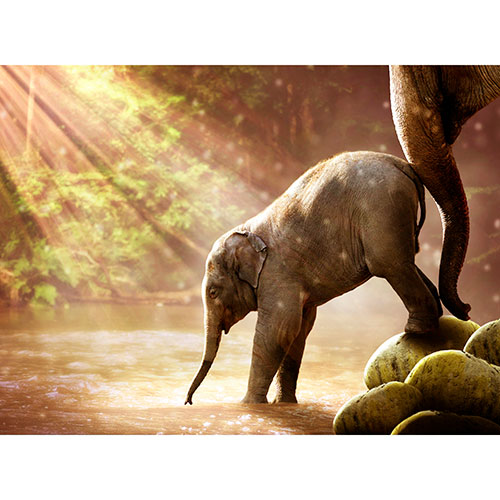 Gravura para Quadros Paisagem Natureza Beb Elefante Tomando gua - Afi19072