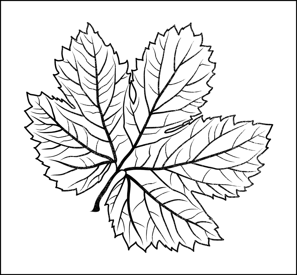 Gravura para Quadros Folhas de Acer Desenhada - Afi11089