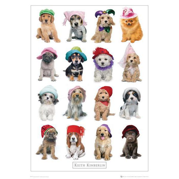 Poster para Quadros Cachorros Usando Roupas Comemorativas 40x50 Cm