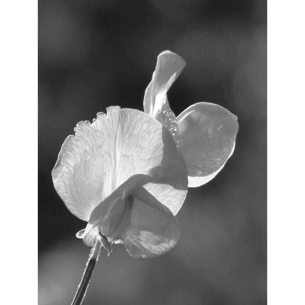 Tela para Quadros Flores Belssimas de Feijo Andu - Afic6554