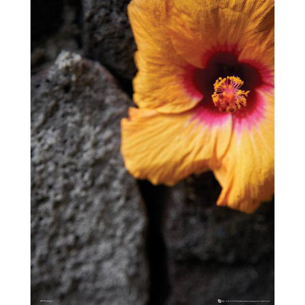 Gravura para Quadros Floral Hbisco Amarelo - Mp1725 - 40x50 Cm