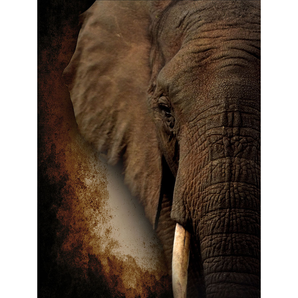 Gravura para Quadros Facial Elefante Africano - Afi14613