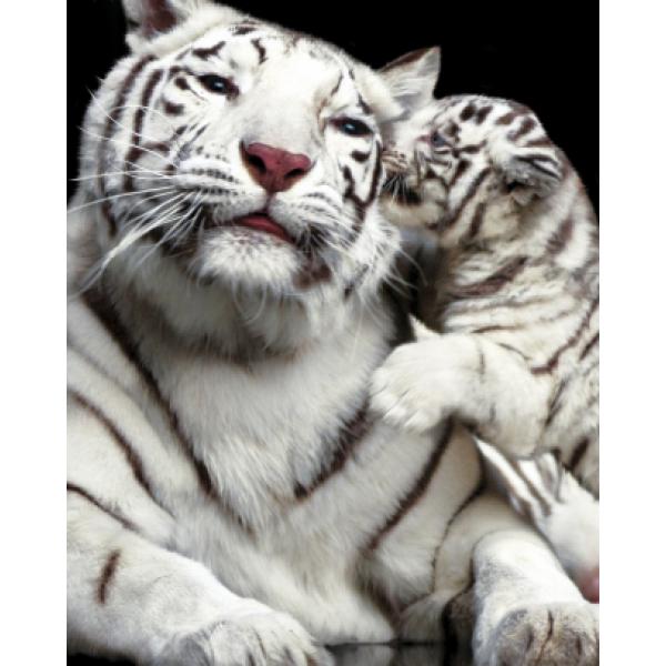 Poster para Quadros Famlia de Tigre Branco 40x50 Cm