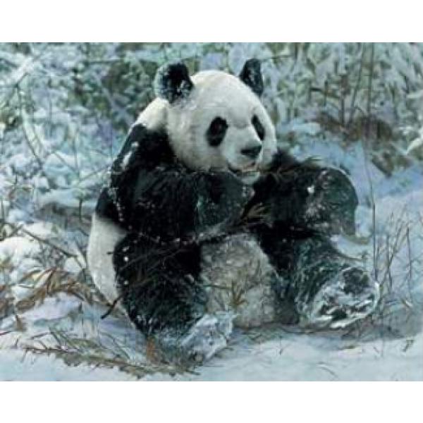 Gravura para Quadros Urso Panda Faminto - 50x40 Cm