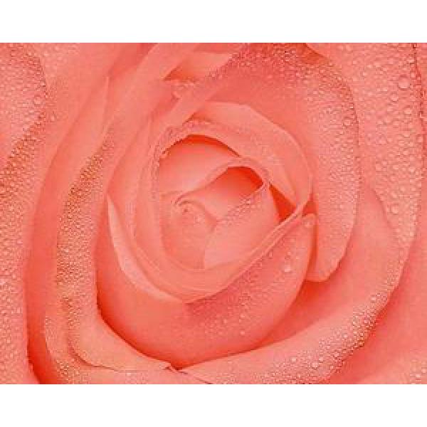 Gravura para Quadros Miolo Rosa Cor-de-rosa - G7024 - 50x40 Cm
