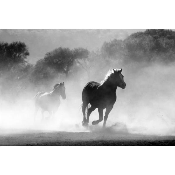 Impresso em Tela para Quadros Cavalos Correndo em Meio a Poeira - Afic697