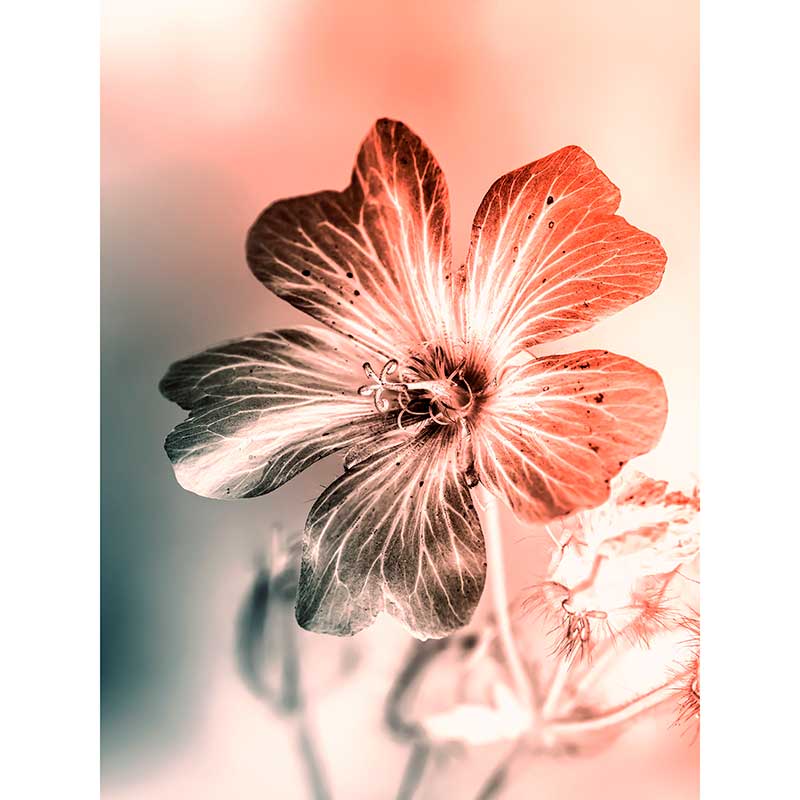 Tela para Quadros Decorativo Floral Geranium Efeito Negativo - Afi17077