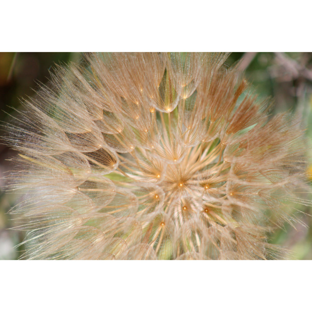 Gravura para Quadros Floral Dente de Leo Cores Dourada - Afi12161