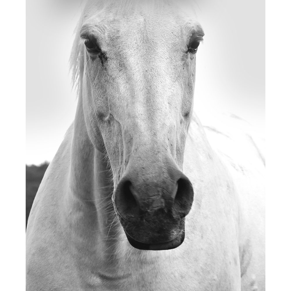 Tela para Quadros Cavalo Branco Perfil - Afic12525