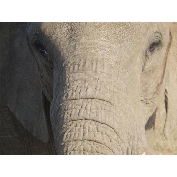 Gravura para Quadros Perfil Elefante - Afi5923
