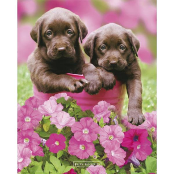 Gravura para Quadros Pets Lindos Cachorros No Jardim - Mp0714 - 40x50 Cm
