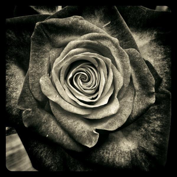 Gravura para Quadros Floral Rosa a Noite - Afi2174
