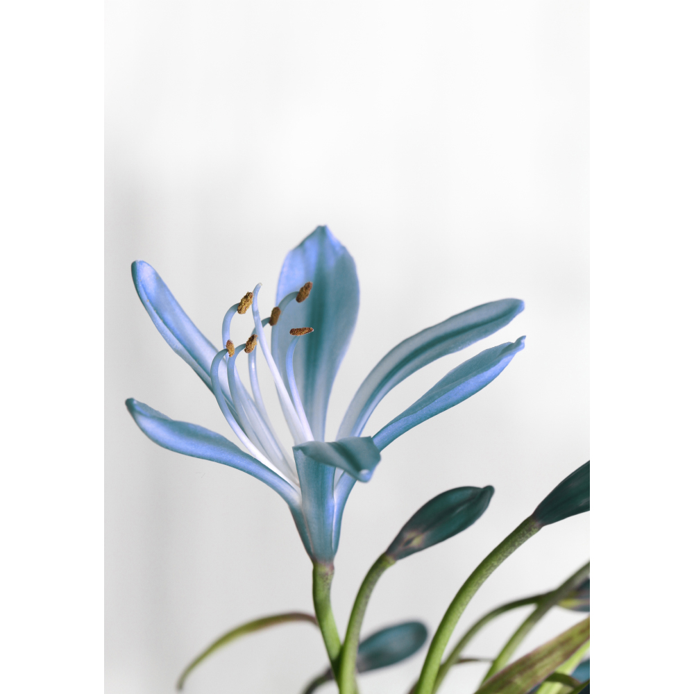 Tela para Quadros Flores Azul Agapanthus - Afic11220