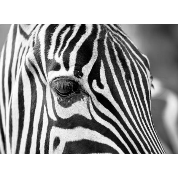 Impresso em Tela para Quadros Maravilhosa Face de Zebra - Afic7576