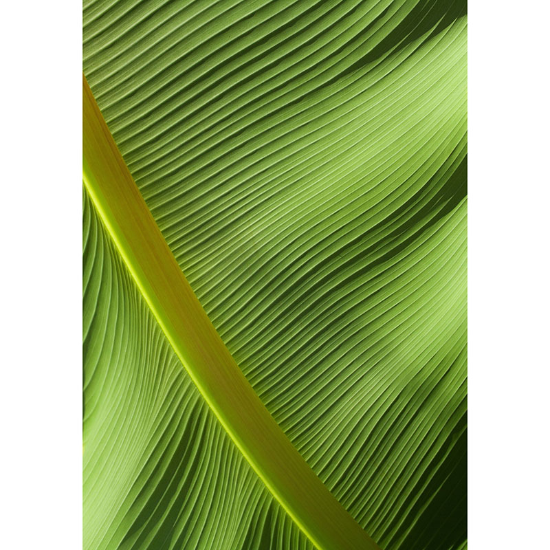 Gravura para Quadros Folha Bananeira Verde - Afi18774