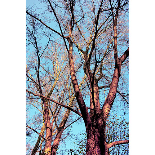 Tela para Quadros Decorativo rvores de Pinus Seco - Afic18928