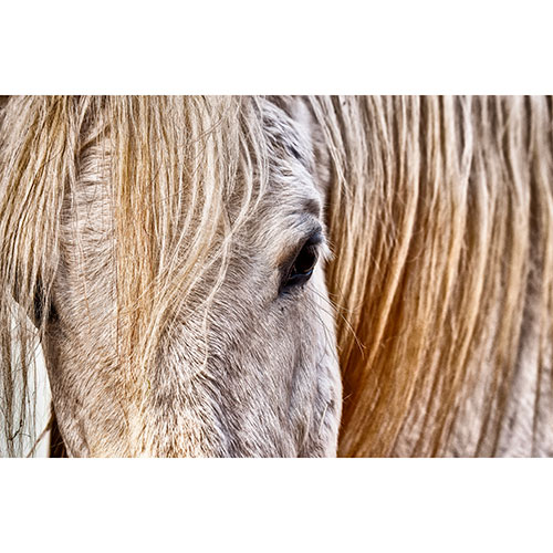Gravura para Quadros Fotografia Frontal Cavalo - Afi7381