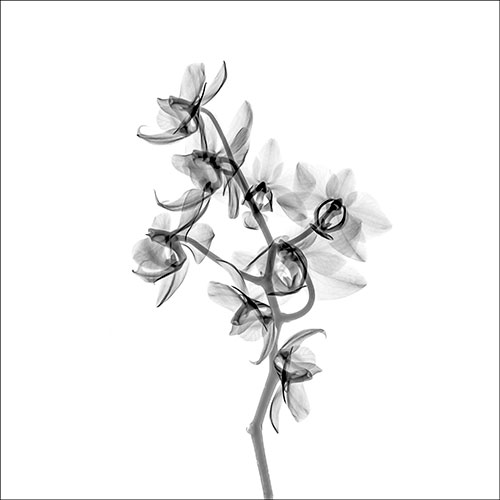 Gravura para Quadros Fotografia Silhueta Floral Orquidea Translucida I - Afi19568