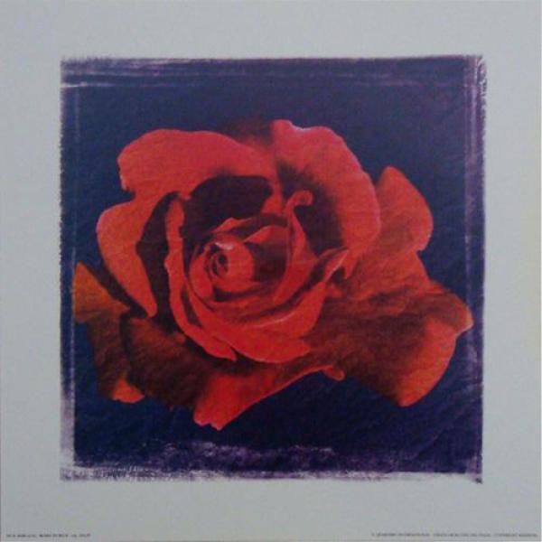 Gravura para Quadros Rosa Vermelha - Ncn3698/3 - 25x25 Cm