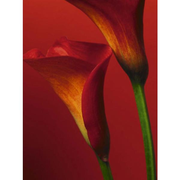 Gravura para Quadros Decorativo Flores de Calla - 08274 - 60x80 Cm