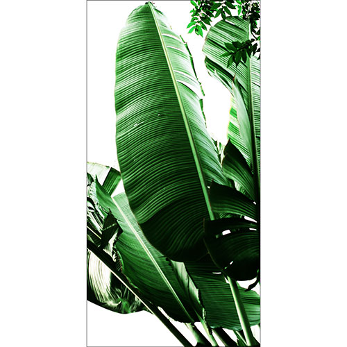 Tela para Quadros Decorativo Folhas de Bananeira I - Afic19449