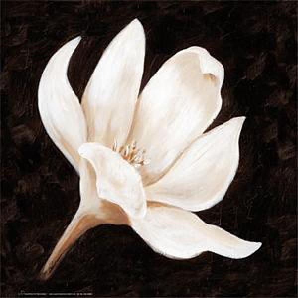 Gravura para Quadro Flor Branca do Deserto - Wl3744 - 33x33 Cm