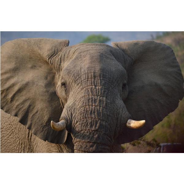 Impresso em Tela para Quadros Elefante Selvagem - Afic5918