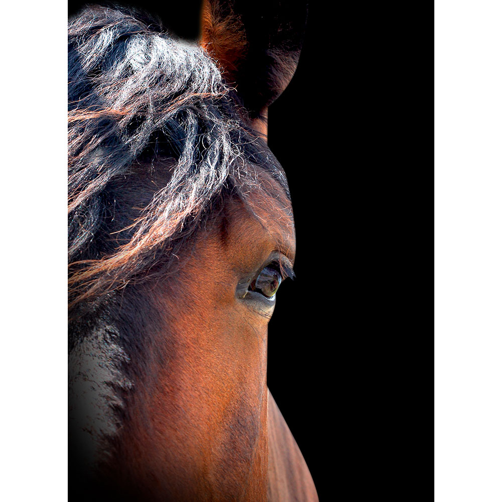 Tela para Quadros Cavalo Perfil Olhar - Afic12938