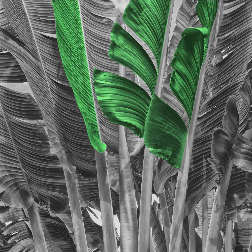 Tela para Quadros Folhas de Bananeiras Detalhes Por Dorival Moreira - Aficdm206 - 148x148 cm