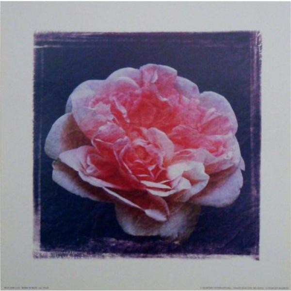 Gravura para Quadro Decorativo Rosa Cor de Rosa - Ncn3698/4 - 25x25 Cm