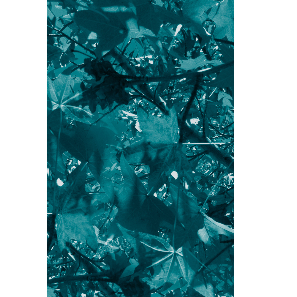Gravura para Quadros Belssimas Folhas Verdes - Afi6932 - 60x90 cm