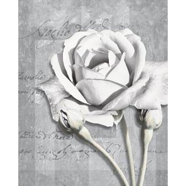 Gravura para Quadros Floral Rosas e Botes - Ha158 - 23x49 Cm