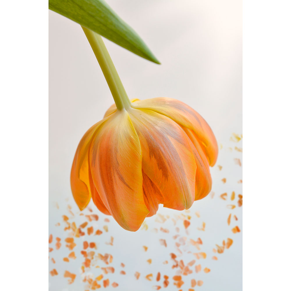Gravura para Quadros Flor Tulipa Laranja - Afi13418