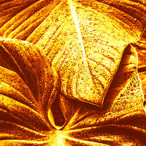 Gravura para Quadros Folha de Imb Decorativa Dourada - Afi18553
