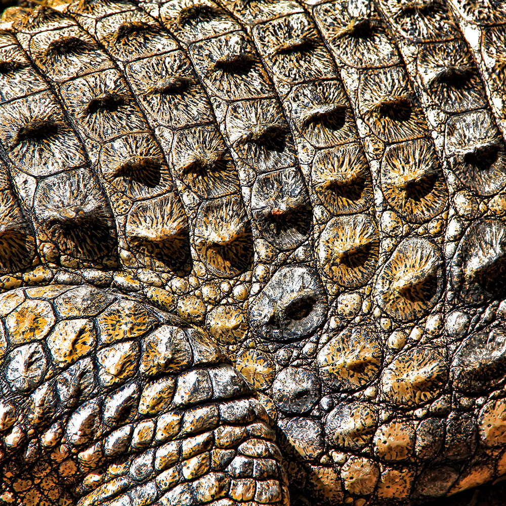 Tela para Quadros Abstrata Lateral Crocodilo - Afic12920