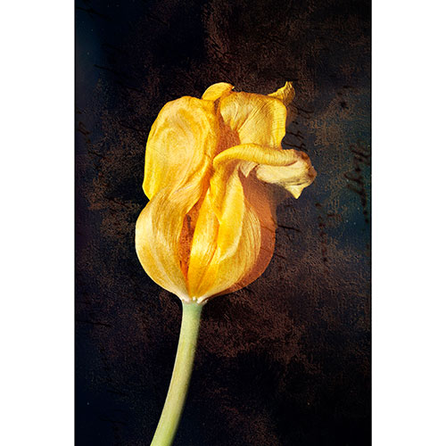 Gravura para Quadros Floral Botão de Tulipa Amarela Fundo Escuro Abstrato - Afi17618