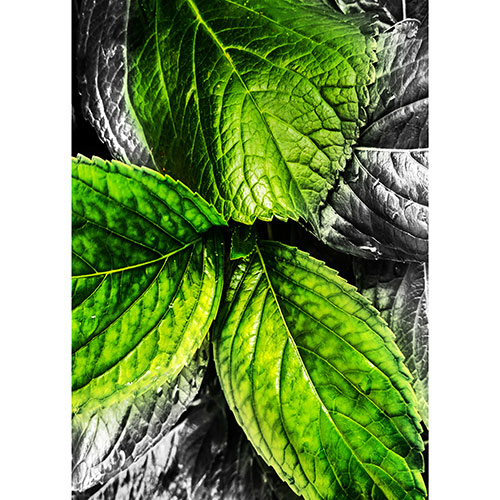 Gravura para Quadros Decorativo Trio de Folhas Verde e Prata Metalizada - Afi18908
