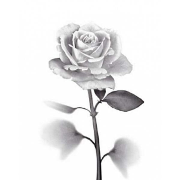 Gravura para Quadros Floral Rosa - Gr7221 - 40x50 Cm