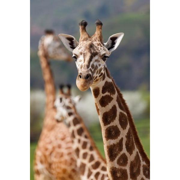 Impresso em Tela para Quadros Imagem Famlia de Girafas - Afic458 - 44x66 Cm