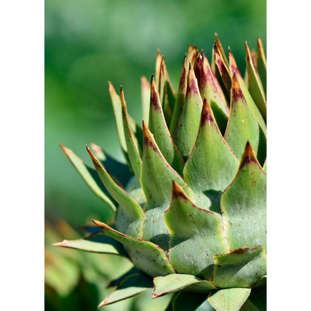 Tela para Quadros Floral Alcachofra Verde - Afic11795