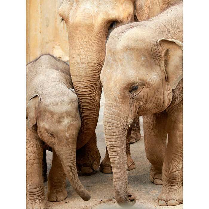 Gravura para Quadros Animais Famila de Elefantes - Afi18222