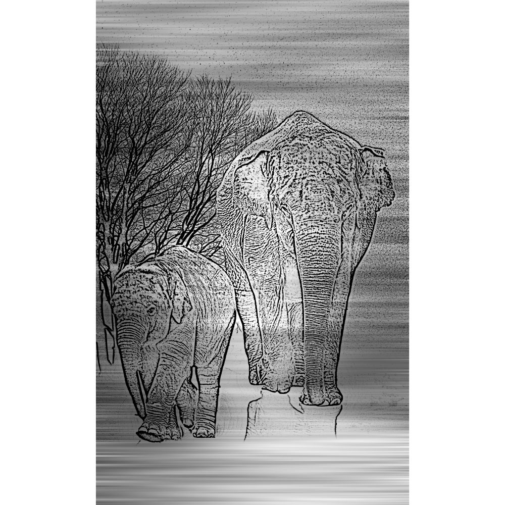 Gravura para Quadros Foto Retrato Elefante - Afi12526