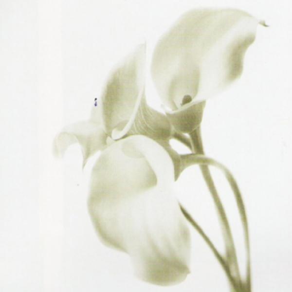 Gravura para Quadros Floral Copo-de-leite Branco - Ti176 - 50x50cm