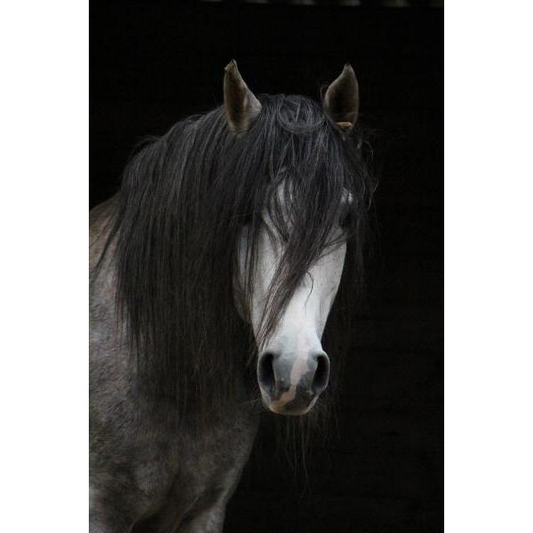 Gravura Impressa para Quadros Cavalo de Face Branca e Crina Preta - Afi1502
