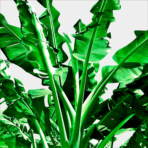 Gravura para Quadros Decorativo rvores Bananeira Verde - Afi18775