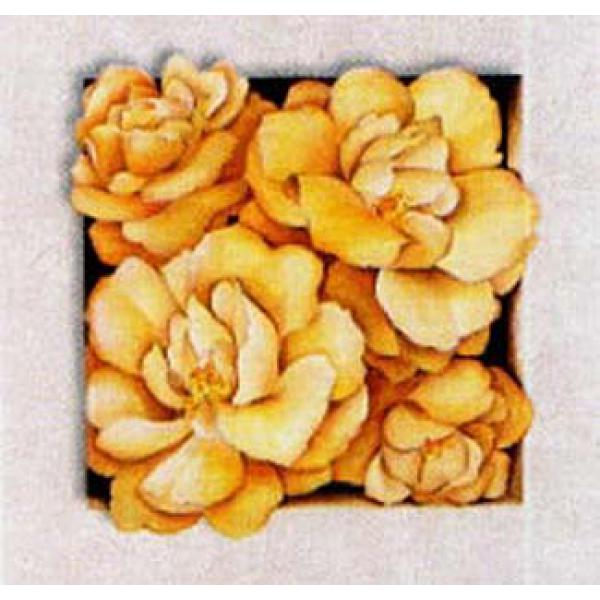 Gravura para Quadros Flores de Camlia - Ncn3693/3 - 25x25 Cm