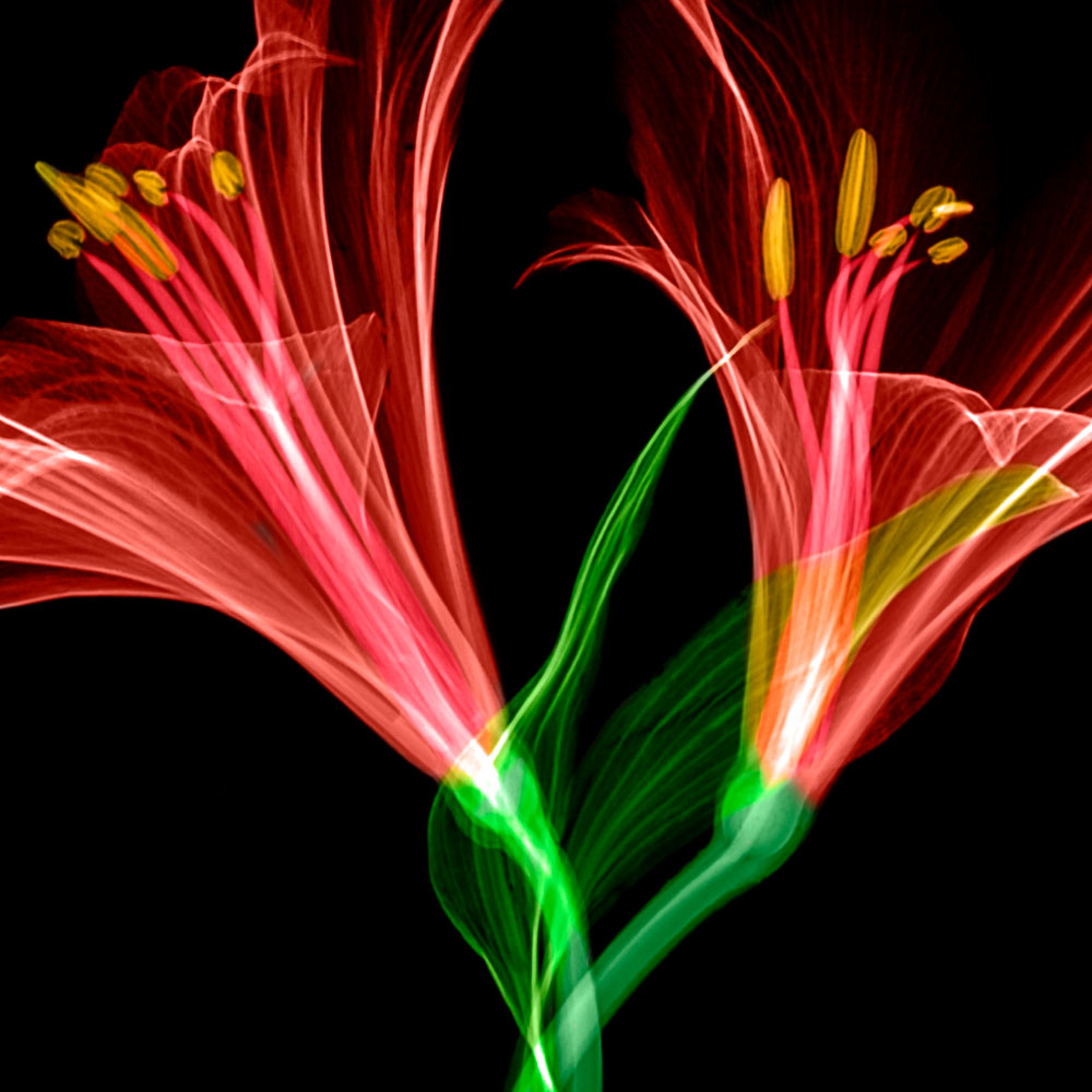Gravura para Quadros Floral Par de Lrio Transparente - Afi12540